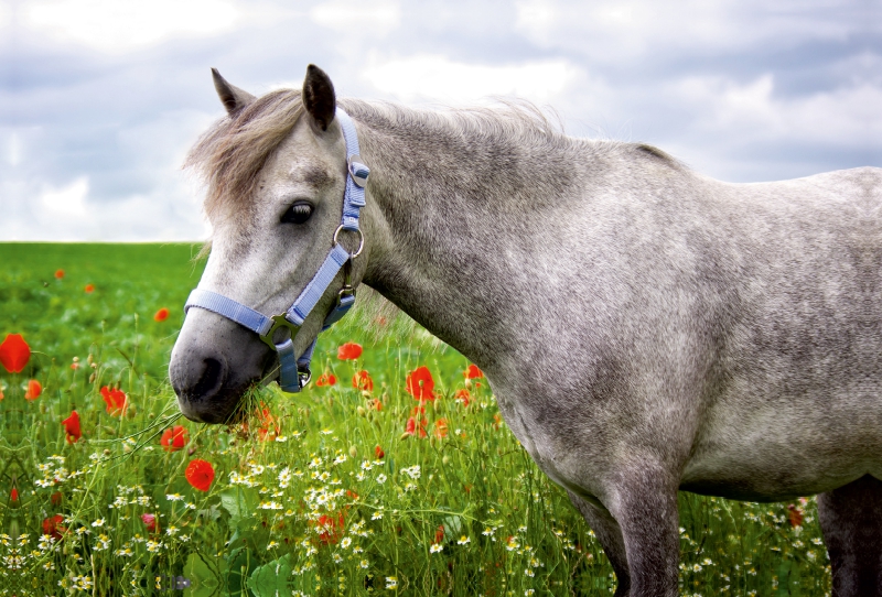 Welshpony