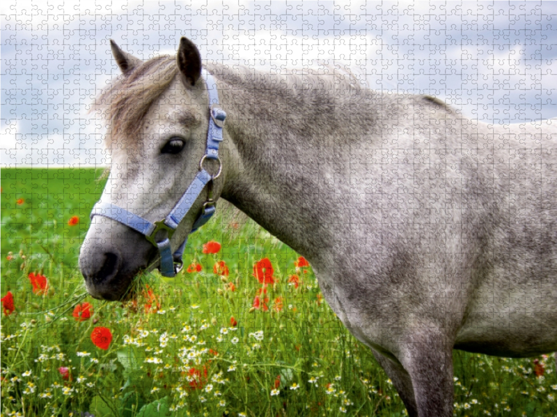 Welshpony