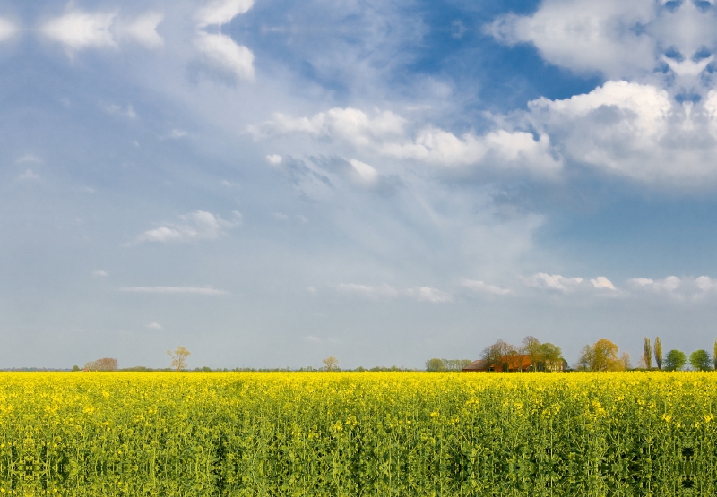 Raps up Polder