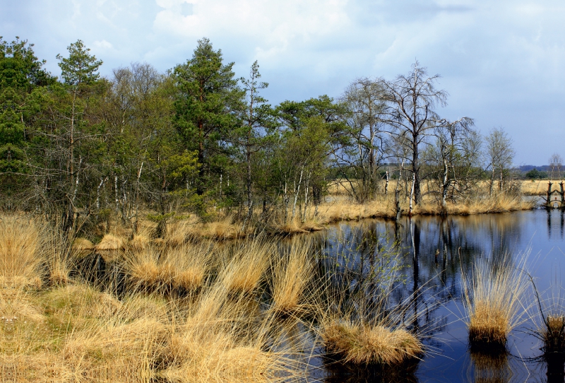 Hochmoor in der Lüneburger Heide