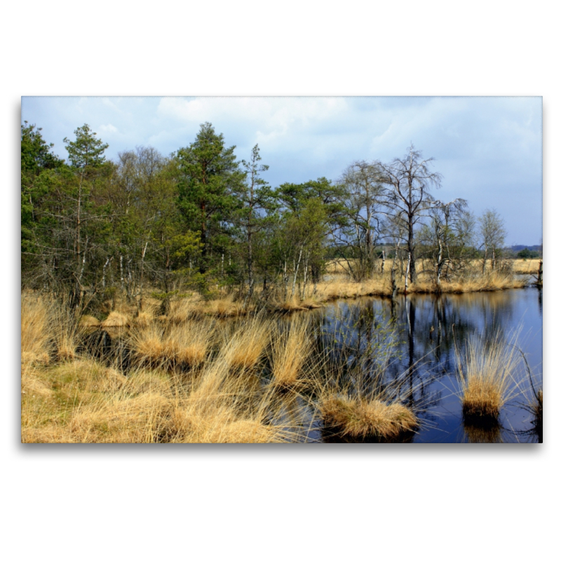 Hochmoor in der Lüneburger Heide