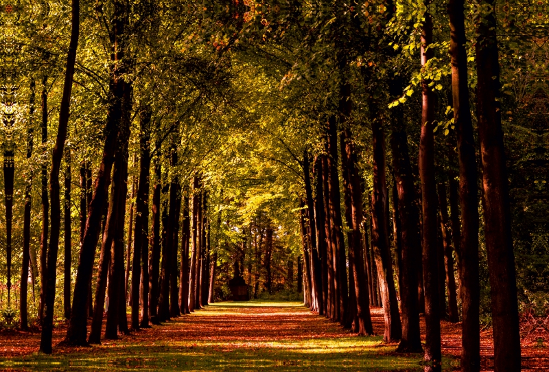 Allee im Schlossgarten