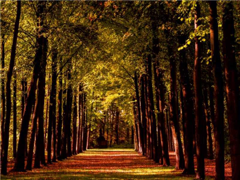 Allee im Schlossgarten