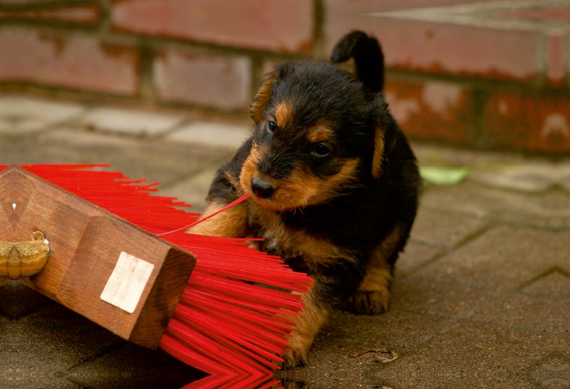 Ein Motiv aus dem Kalender Airedale Terrier Welpen