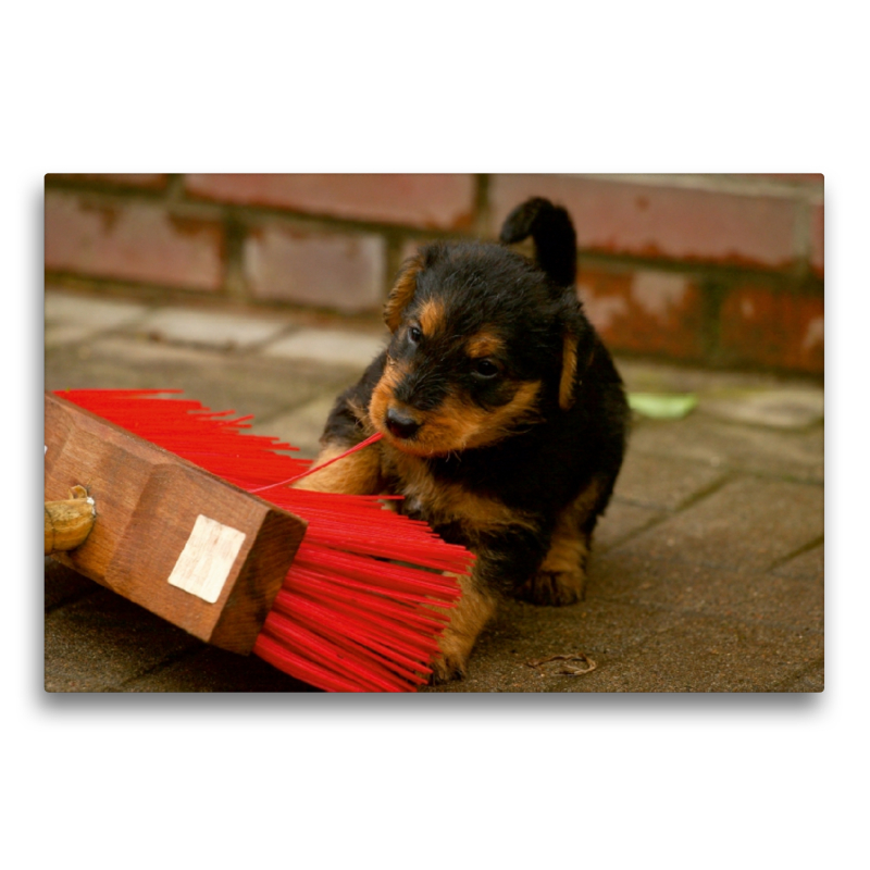 Ein Motiv aus dem Kalender Airedale Terrier Welpen