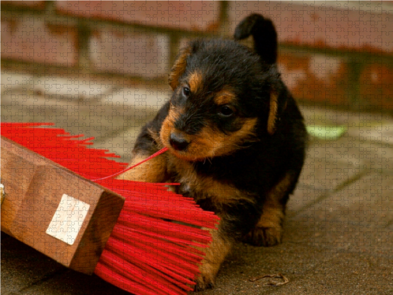 Ein Motiv aus dem Kalender Airedale Terrier Welpen