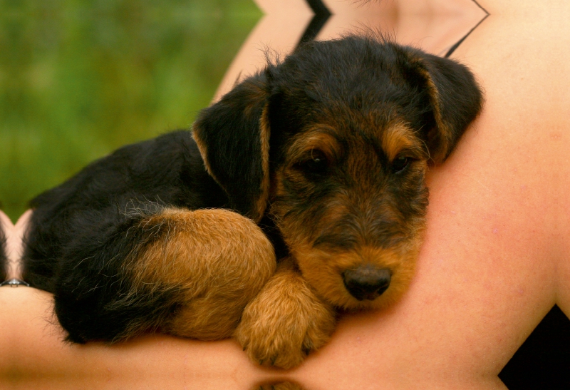 Ein Motiv aus dem Kalender Airedale Terrier Welpen