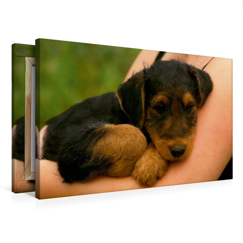 Ein Motiv aus dem Kalender Airedale Terrier Welpen