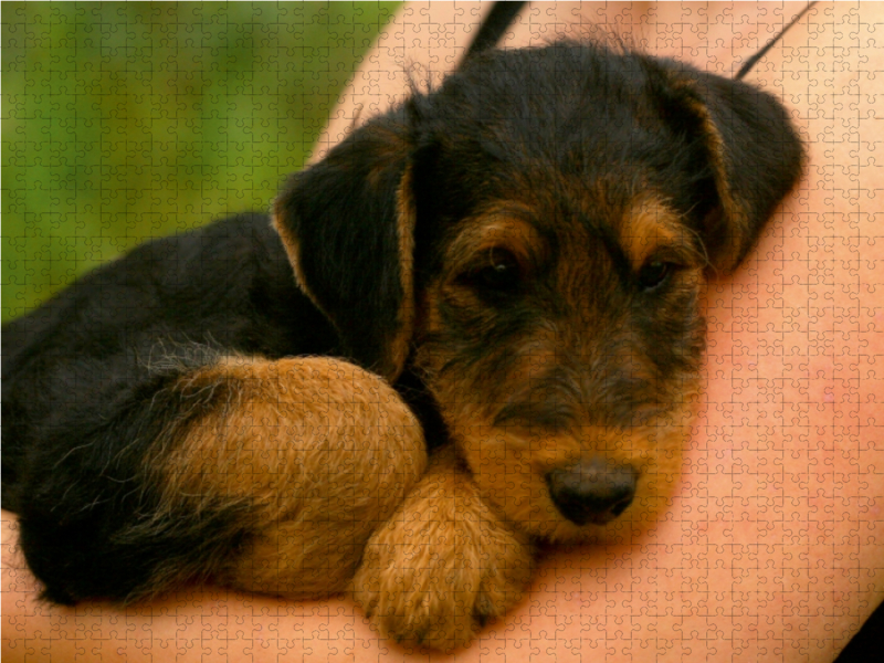 Ein Motiv aus dem Kalender Airedale Terrier Welpen