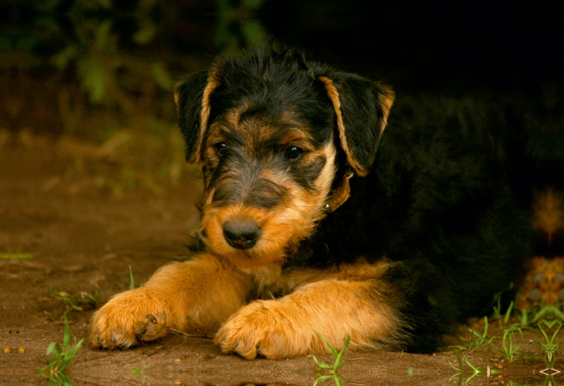 Ein Motiv aus dem Kalender Airedale Terrier Welpen