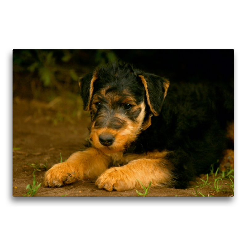 Ein Motiv aus dem Kalender Airedale Terrier Welpen