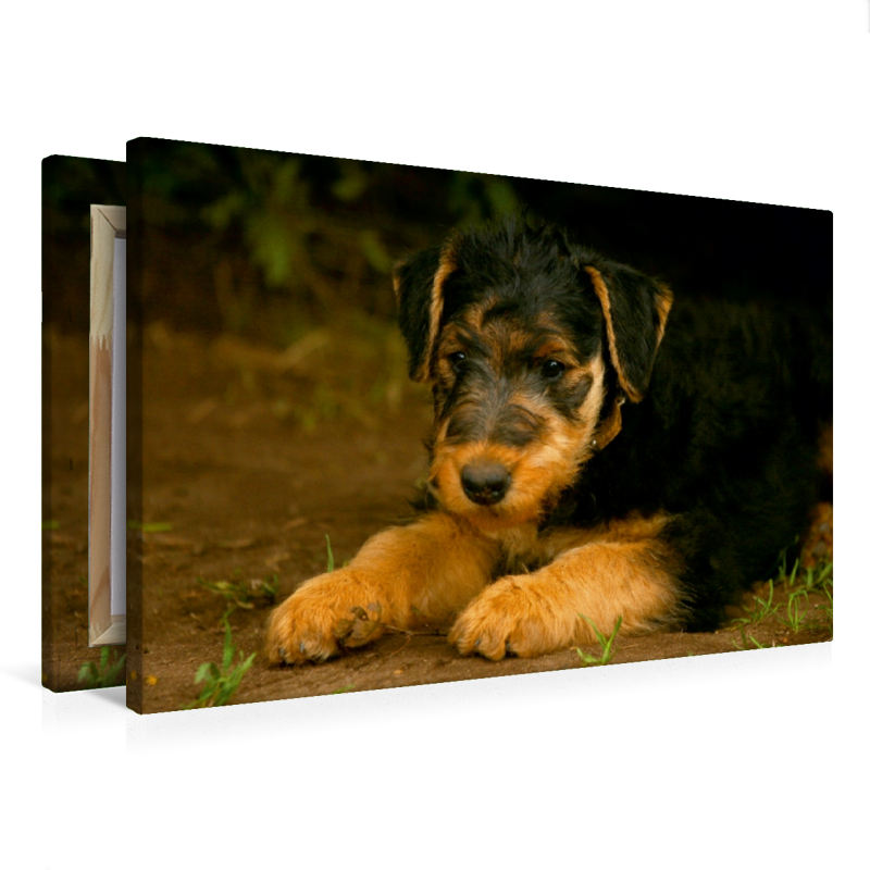 Ein Motiv aus dem Kalender Airedale Terrier Welpen