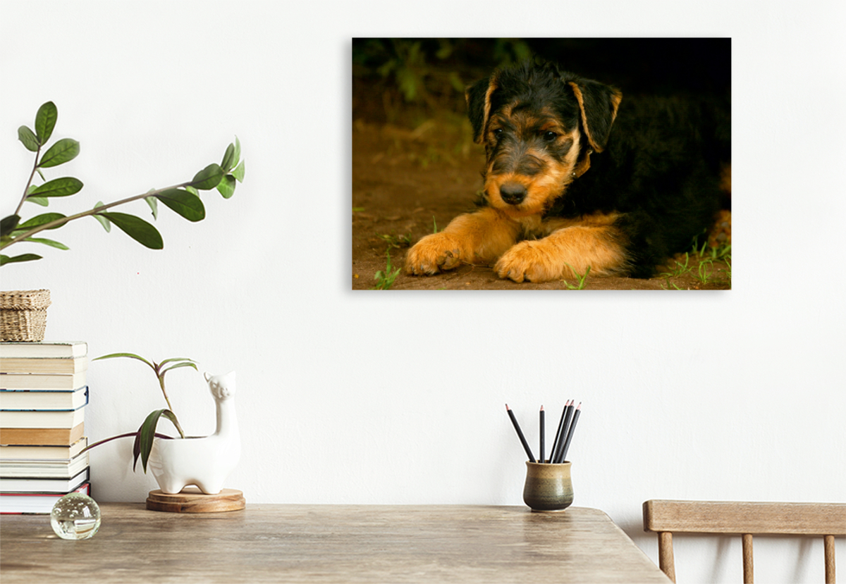 Ein Motiv aus dem Kalender Airedale Terrier Welpen