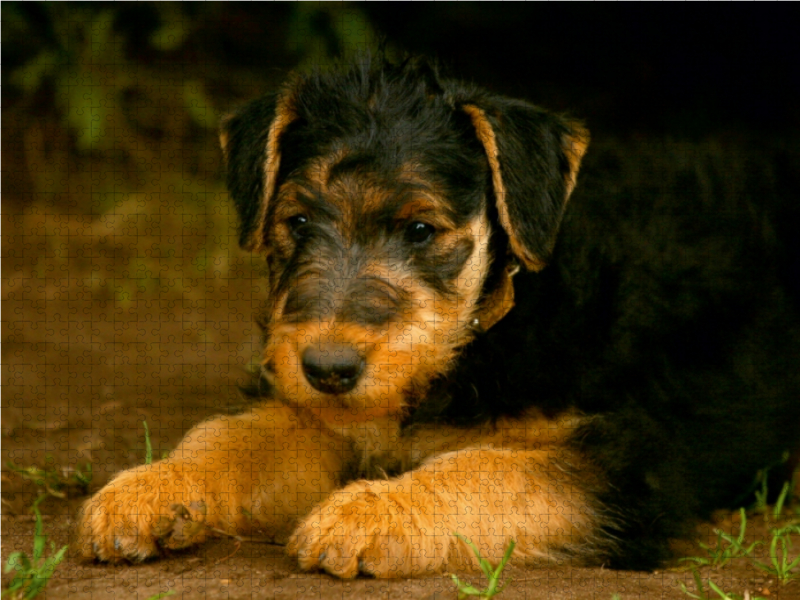 Ein Motiv aus dem Kalender Airedale Terrier Welpen