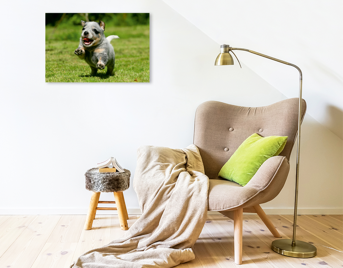 Ein Motiv aus dem Kalender Australian Cattle Dog Welpen