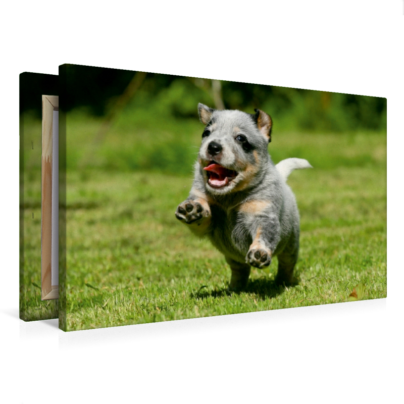 Ein Motiv aus dem Kalender Australian Cattle Dog Welpen