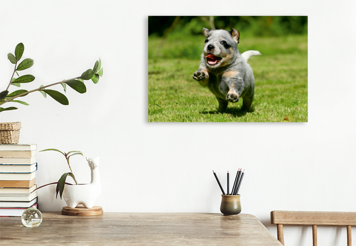 Ein Motiv aus dem Kalender Australian Cattle Dog Welpen