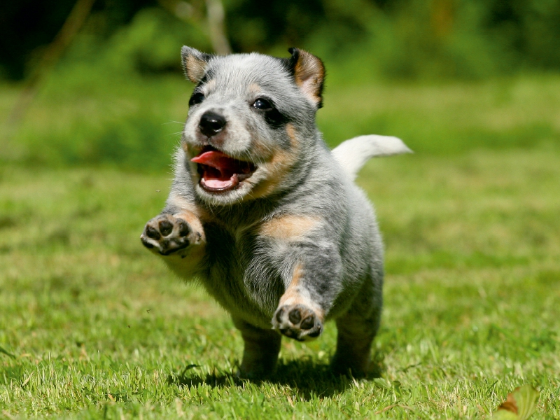 Ein Motiv aus dem Kalender Australian Cattle Dog Welpen