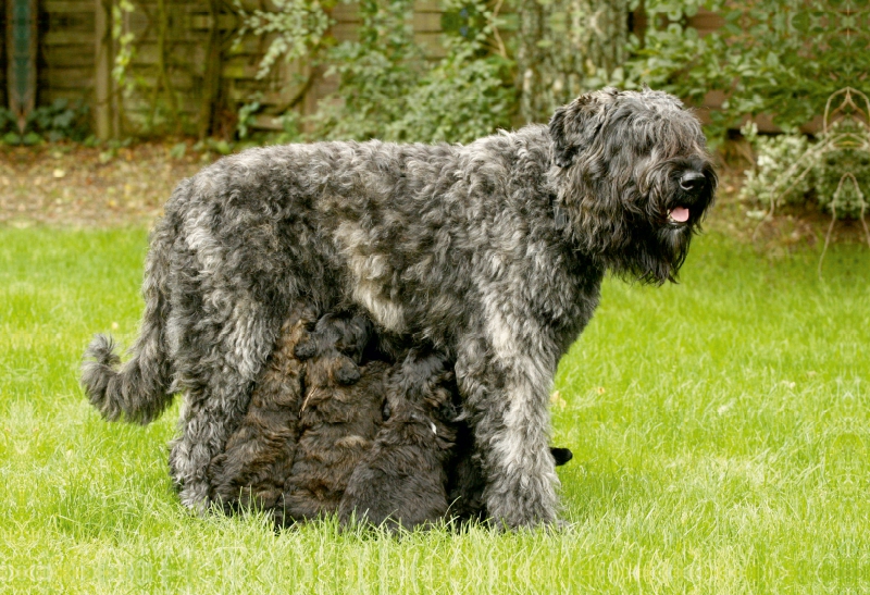 Ein Motiv aus dem Kalender Bouvier des Flandres