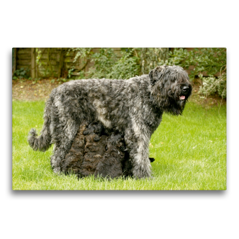 Ein Motiv aus dem Kalender Bouvier des Flandres