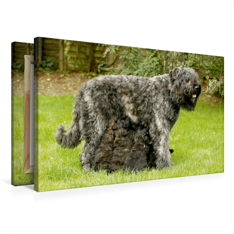 Ein Motiv aus dem Kalender Bouvier des Flandres