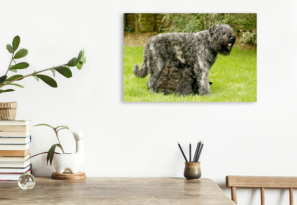 Ein Motiv aus dem Kalender Bouvier des Flandres