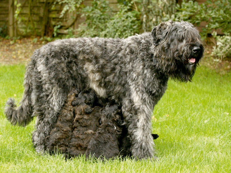 Ein Motiv aus dem Kalender Bouvier des Flandres