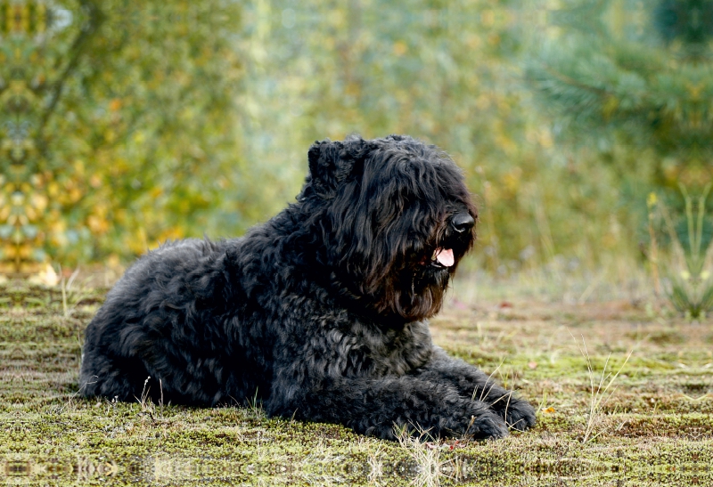 Ein Motiv aus dem Kalender Bouvier des Flandres