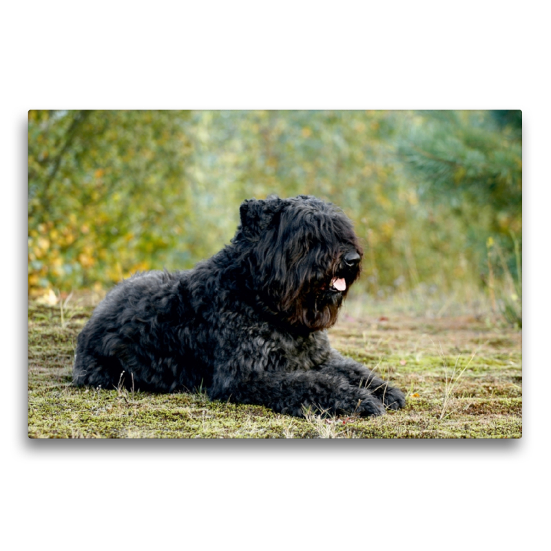 Ein Motiv aus dem Kalender Bouvier des Flandres