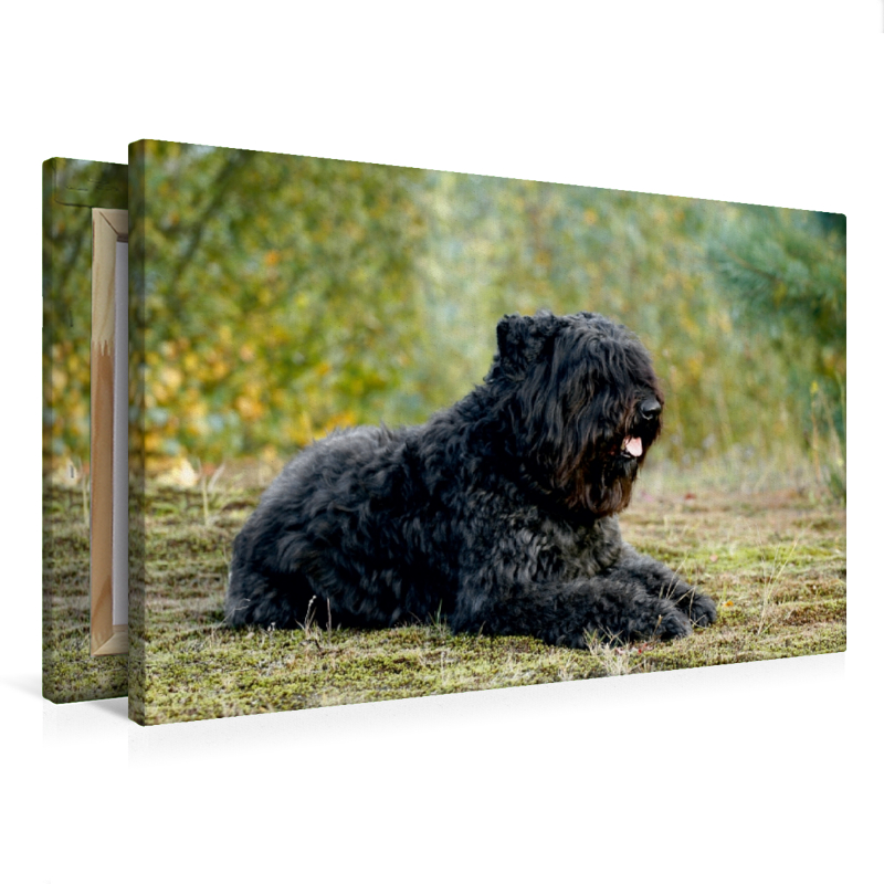 Ein Motiv aus dem Kalender Bouvier des Flandres