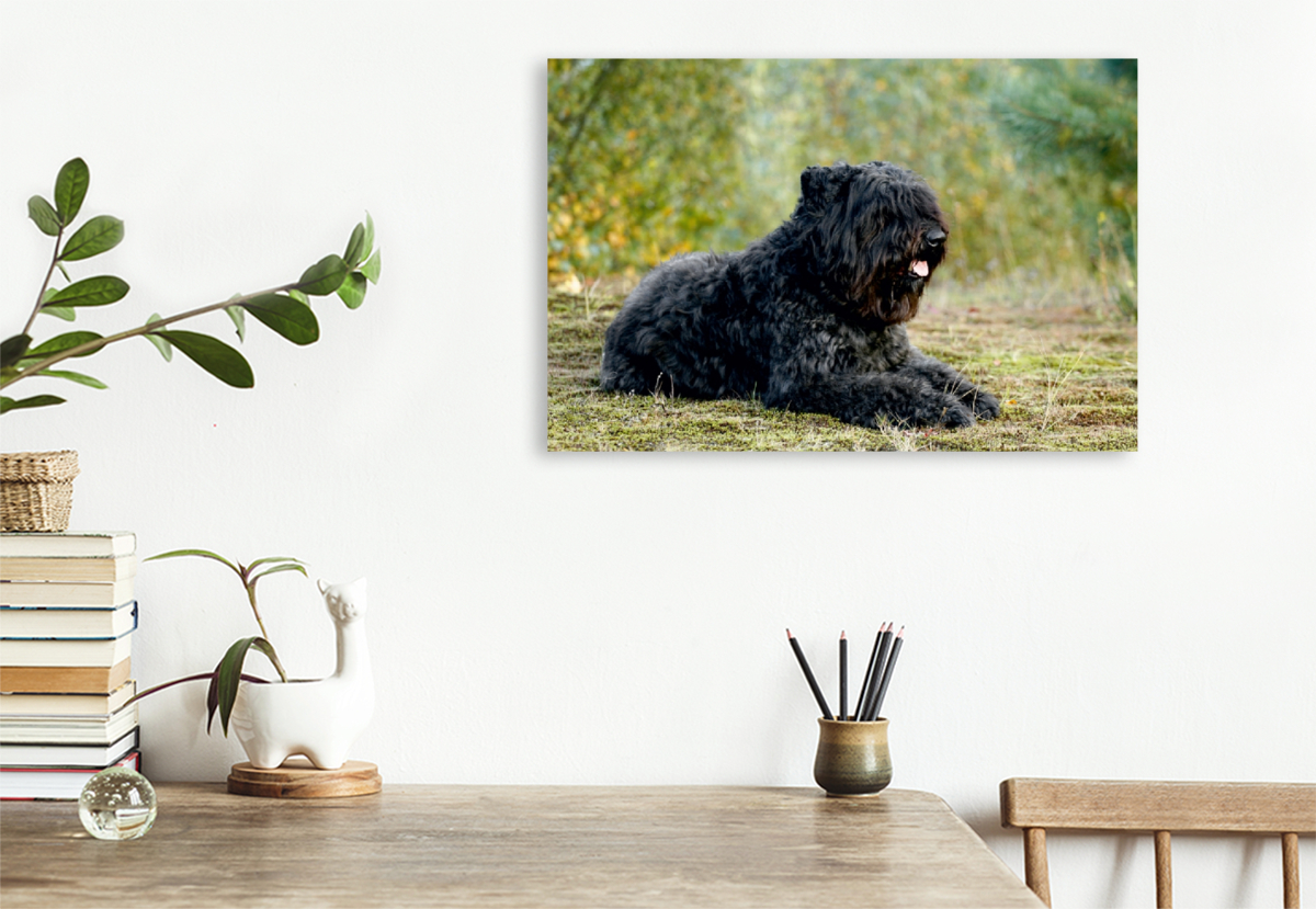 Ein Motiv aus dem Kalender Bouvier des Flandres