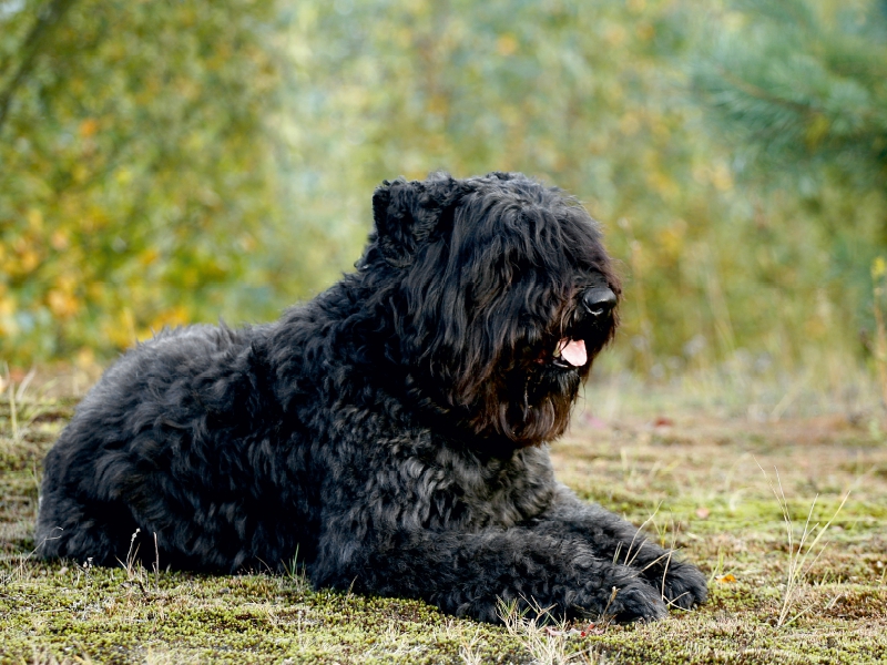 Ein Motiv aus dem Kalender Bouvier des Flandres