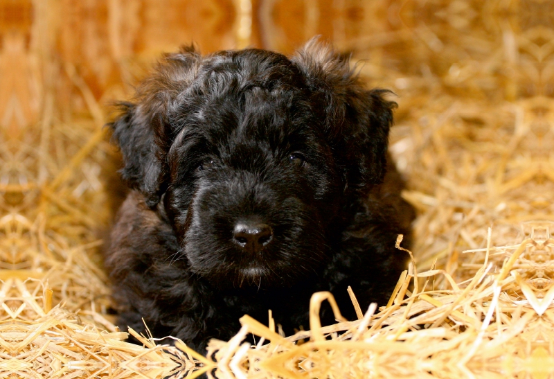 Ein Motiv aus dem Kalender Bouvier des Flandres