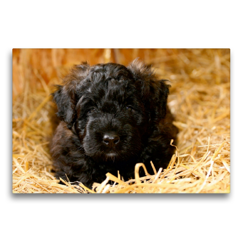 Ein Motiv aus dem Kalender Bouvier des Flandres