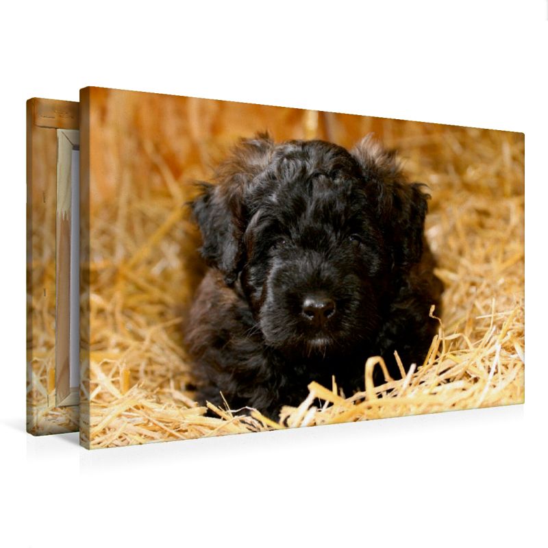 Ein Motiv aus dem Kalender Bouvier des Flandres