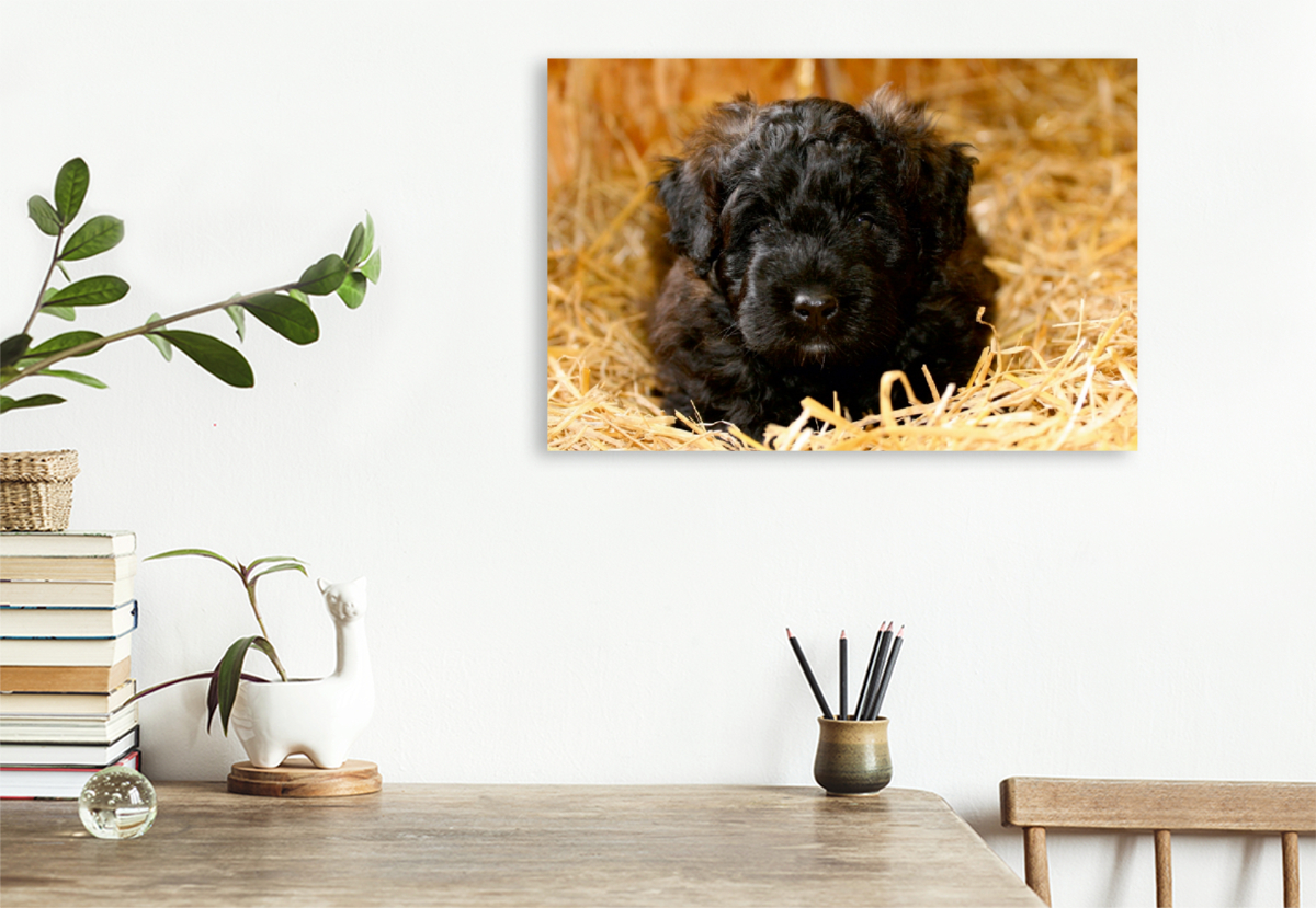 Ein Motiv aus dem Kalender Bouvier des Flandres