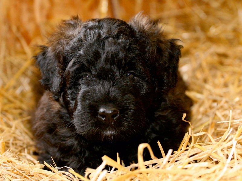 Ein Motiv aus dem Kalender Bouvier des Flandres