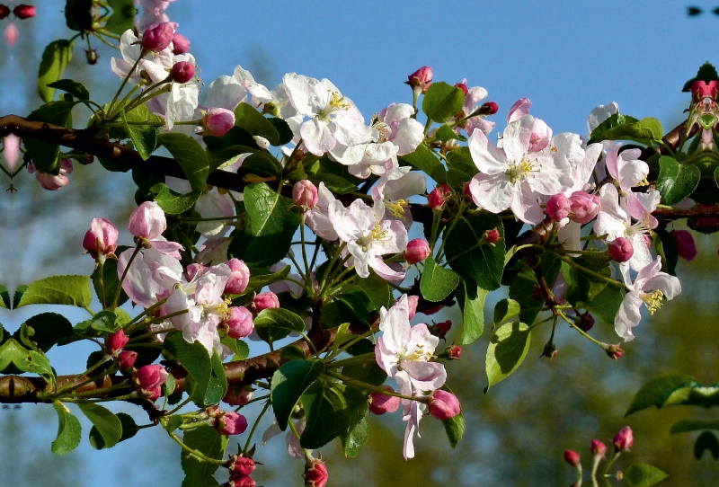 Apfelblüten