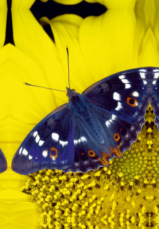 Kleiner Schillerfalter auf Sonnenblume