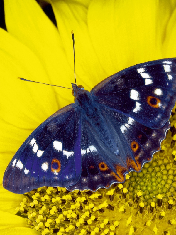 Kleiner Schillerfalter auf Sonnenblume