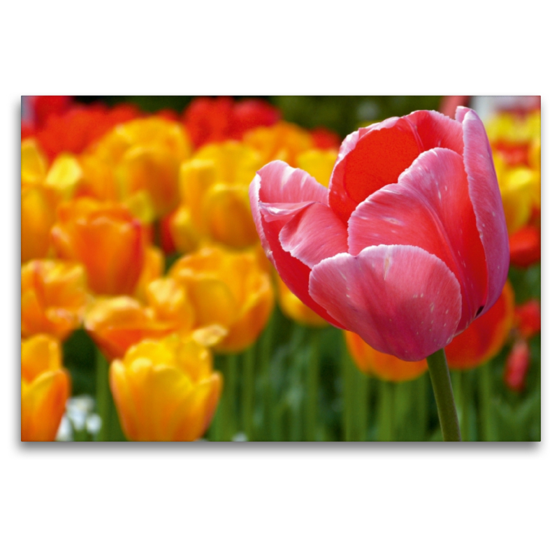 Tulpen