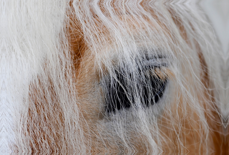 Ein Motiv aus dem Kalender Haflinger Schönheiten