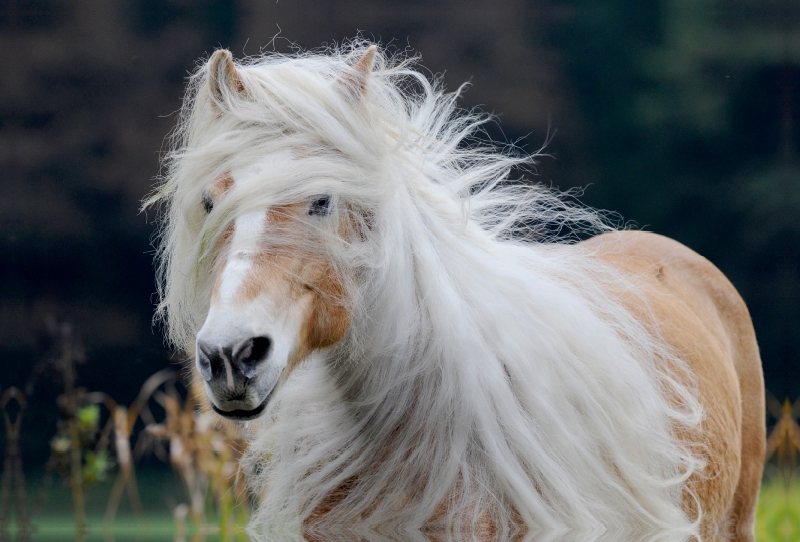 Ein Motiv aus dem Kalender Haflinger Schönheiten