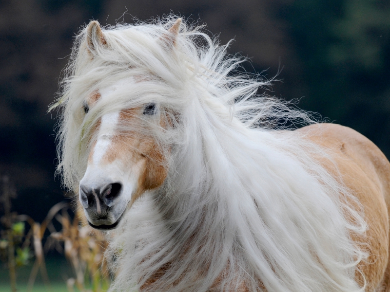 Ein Motiv aus dem Kalender Haflinger Schönheiten