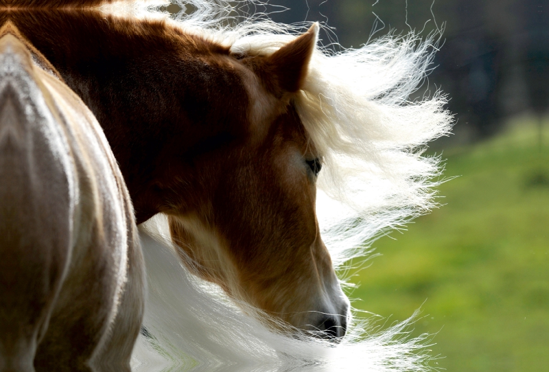 Ein Motiv aus dem Kalender Haflinger Schönheiten