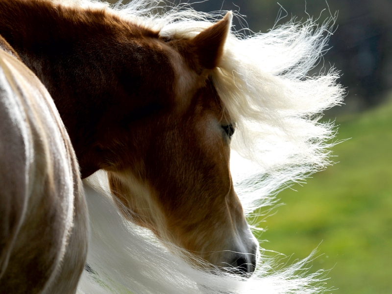 Ein Motiv aus dem Kalender Haflinger Schönheiten