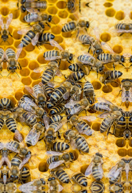 Bienenbrut wird produziert