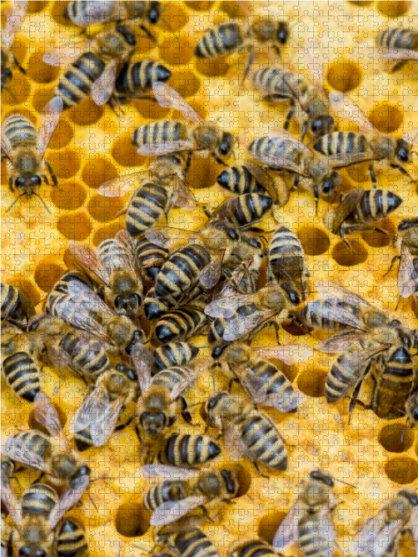 Bienenbrut wird produziert