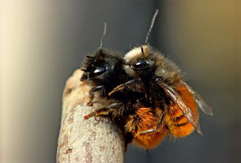 Gehörnte Mauerbienen (Osmia cornuta) bei der Paarung