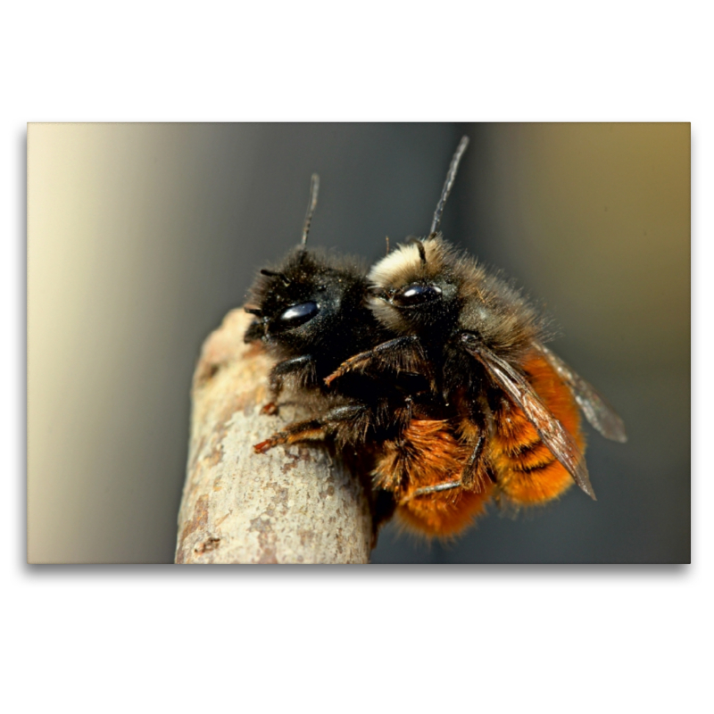 Gehörnte Mauerbienen (Osmia cornuta) bei der Paarung